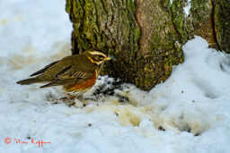 Koperwiek (Turdus iliacus)