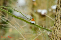 Roodborst (Erithacus rubecula)