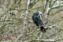 Aalscholver (Phalacrocoax carbo)
