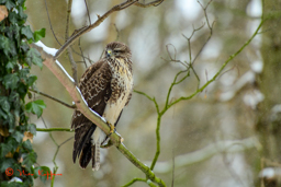 Buizerd (Buteo buteo)