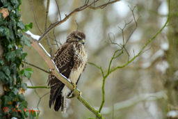 Buizerd (Buteo buteo)