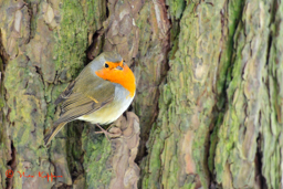 Roodborst (Erithacus rubecula)