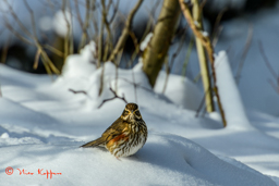 Koperwiek (Turdus iliacus)
