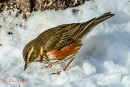 Koperwiek (Turdus iliacus)
