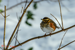 Koperwiek (Turdus iliacus)