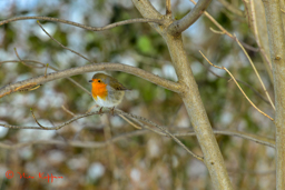 Roodborst (Erithacus rubecula)