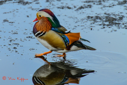 Mandarijneend (Aix galericulata)