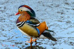 Mandarijneend (Aix galericulata)