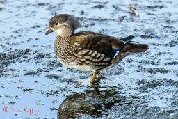 Mandarijneend (Aix galericulata) female
