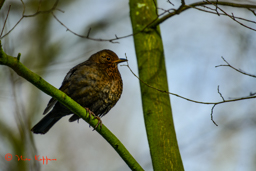 Merel (Turdus merula) female