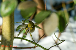 Goudhaan (Regulus regulus)