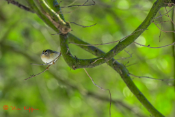 Goudhaan (Regulus regulus)
