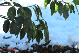 Goudhaan (Regulus regulus)