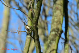 Boomkruiper (Certhia brachydactyla)