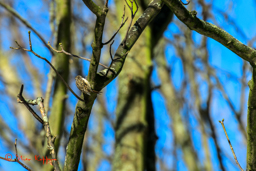 Boomkruiper (Certhia brachydactyla)