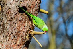 Halsbandparkiet (Psittacula krameri)