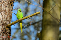 Halsbandparkiet (Psittacula krameri)