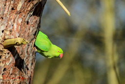 Halsbandparkiet (Psittacula krameri)