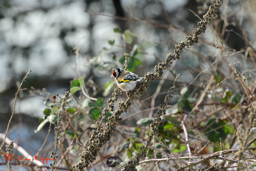 Putter (Carduelis carduelis)