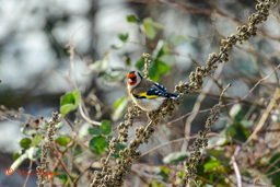 Putter (Carduelis carduelis)