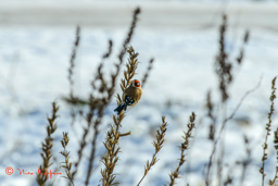 Putter (Carduelis carduelis)