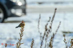 Putter (Carduelis carduelis)