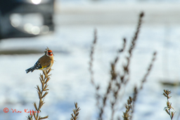 Putter (Carduelis carduelis)