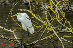 Grote Zilverreiger (Ardea alba)