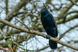 Aalscholver in broedkleed (Phalacrocoax carbo)