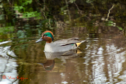 Wintertaling male (Anas crecca)