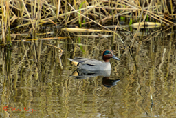 Wintertaling male (Anas crecca)