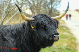 Schotse Hooglander
