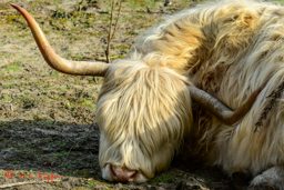 Schotse Hooglander