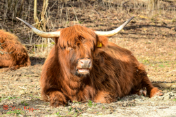 Schotse Hooglander