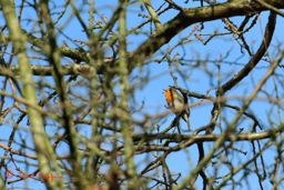 Roodborst (Erithacus rubecula)