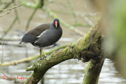 Waterhoen (Gallinula chloropus)