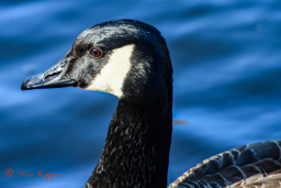 Grote Canadese gans (Branta canadensis)