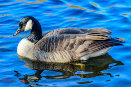 Grote Canadese gans (Branta canadensis)