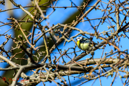 Pimpelmees (Cyanistes caeruleus)