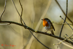 Roodborst (Erithacus rubecula)