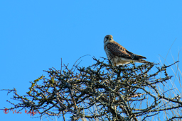 Torenvalk (Falco tinnunculus)