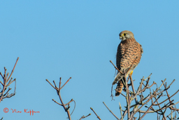 Torenvalk (Falco tinnunculus)