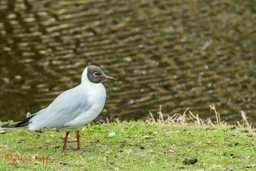Kokmeeuw (Chroicocephalus ridibundus)