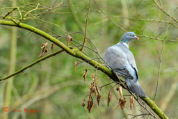 Houtduif (Columba palumbus)