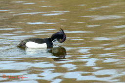 Kuifeend - male (Aythya fuligula)