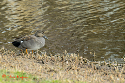 Krakeend - male (Mareca strepera)