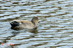 Krakeend - male (Mareca strepera)