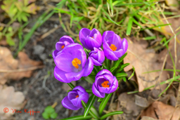 Crocussen