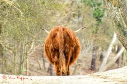 Schotse Hooglander
