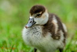 Nijlgans (alopochen aegyptiaca)